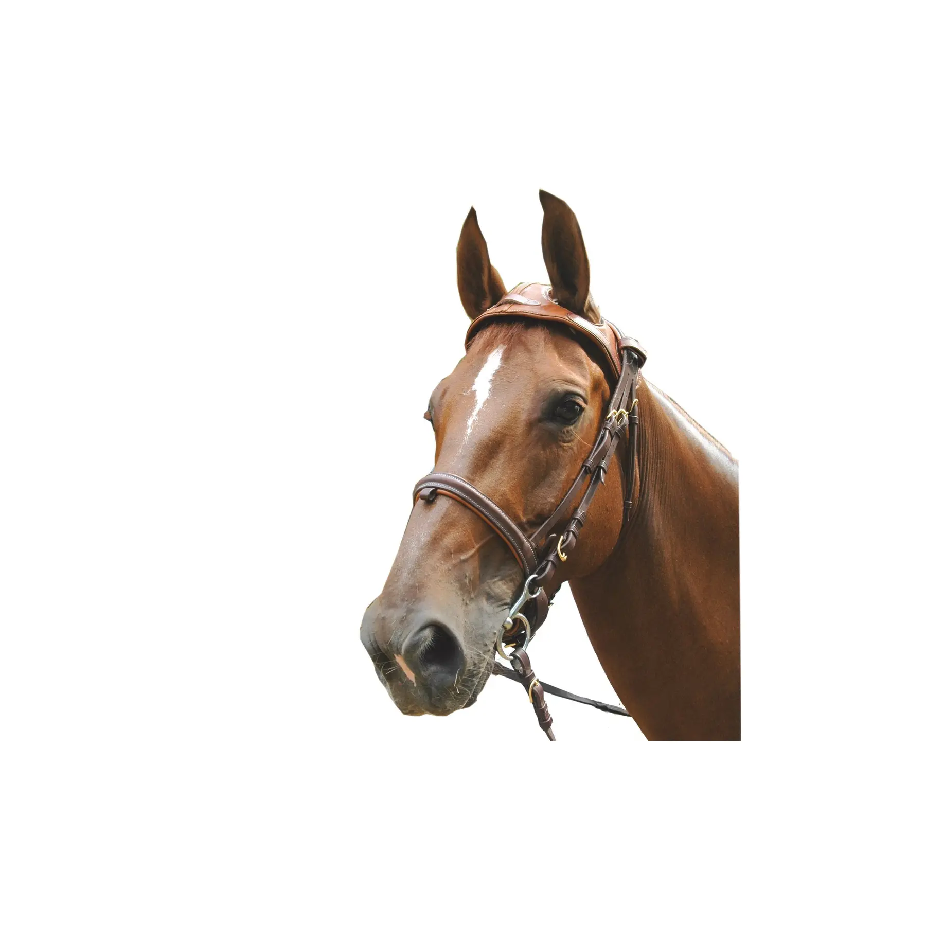 Bridas de equitación Headset