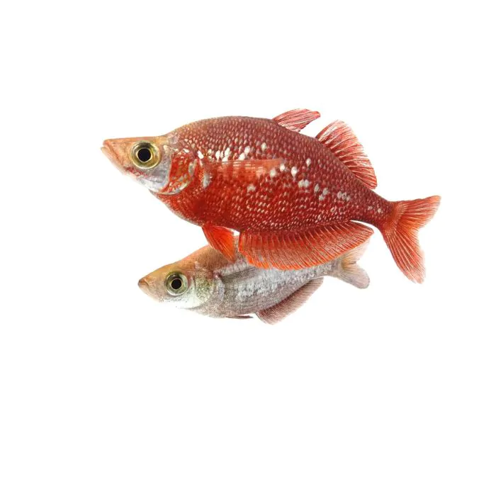 Glossolepis incisus – Pez arcoíris rojo (pequeño)