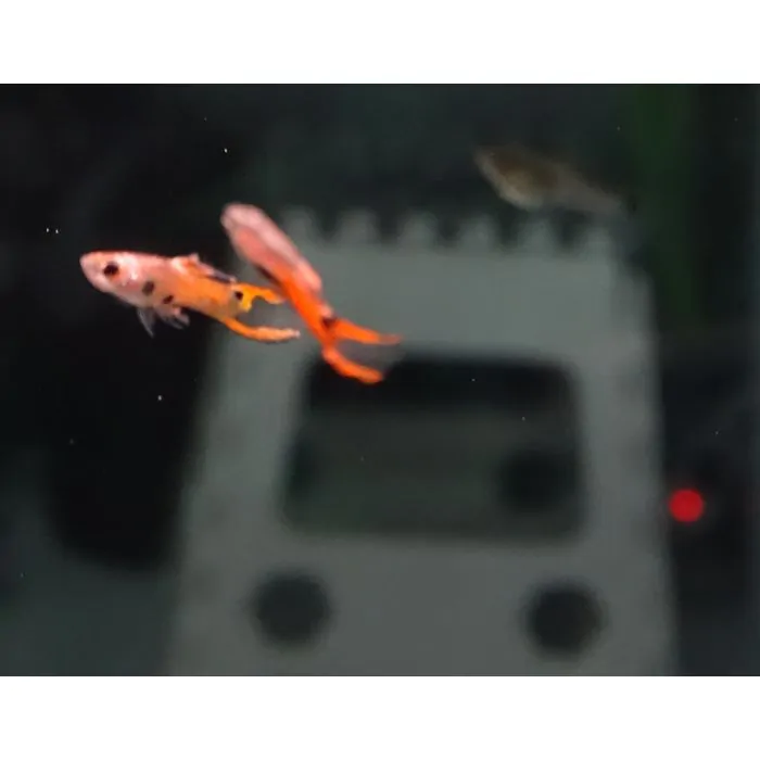 Poecilia endleri – Endler Rojo escarlata (macho)