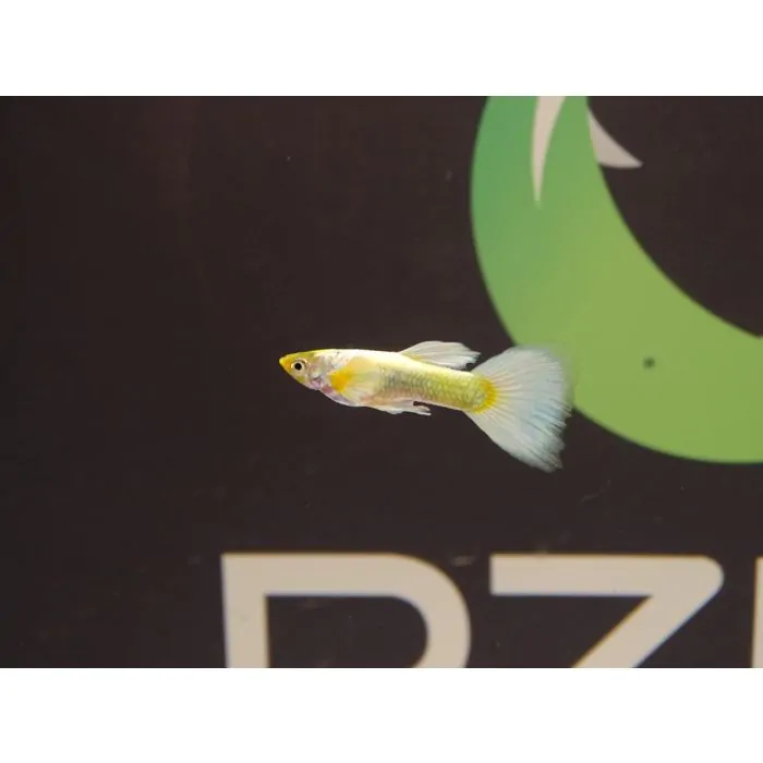 Guppy Full Gold (machos y hembras)
