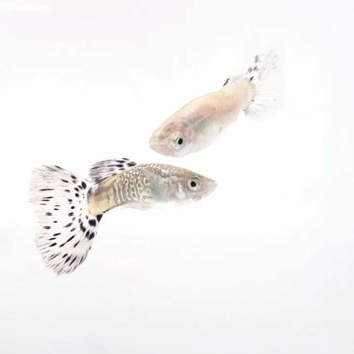 Guppy Snakeskin Azul (machos y hembras)