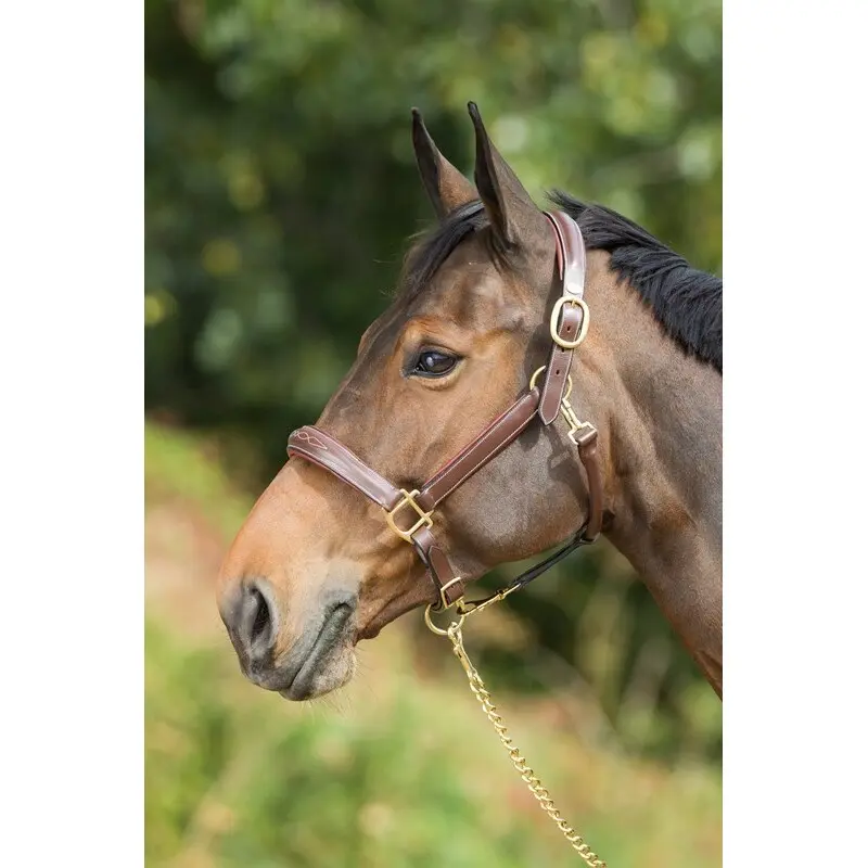 Cabezada de cuero para caballos Grooming