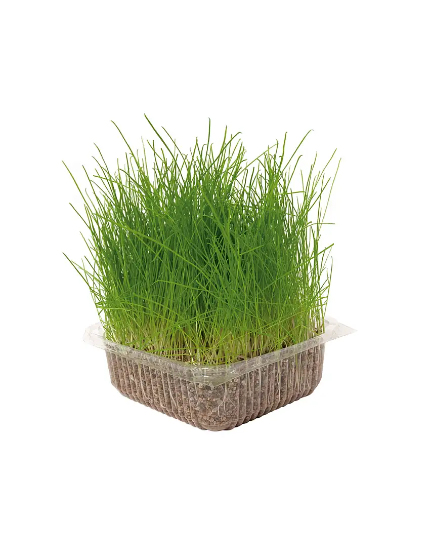 Hierba natural para gato