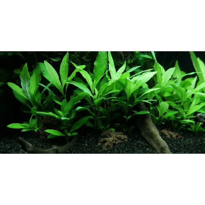 Hygrophila corymbosa 'Compact'