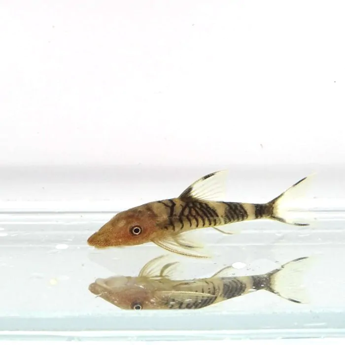 Hypoptopoma sp. Peru – Otocinclus Robocop