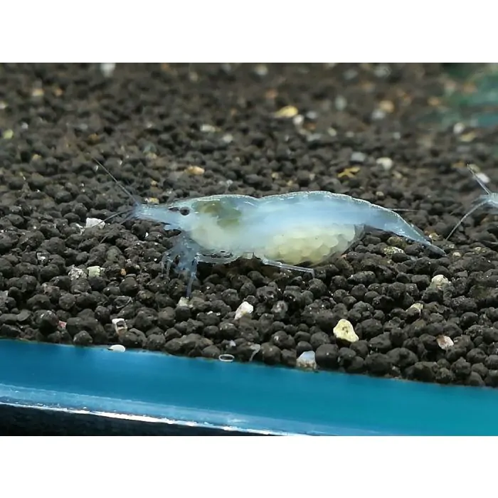 Neocaridina davidi/heteropoda – Snow White o Gamba blanca