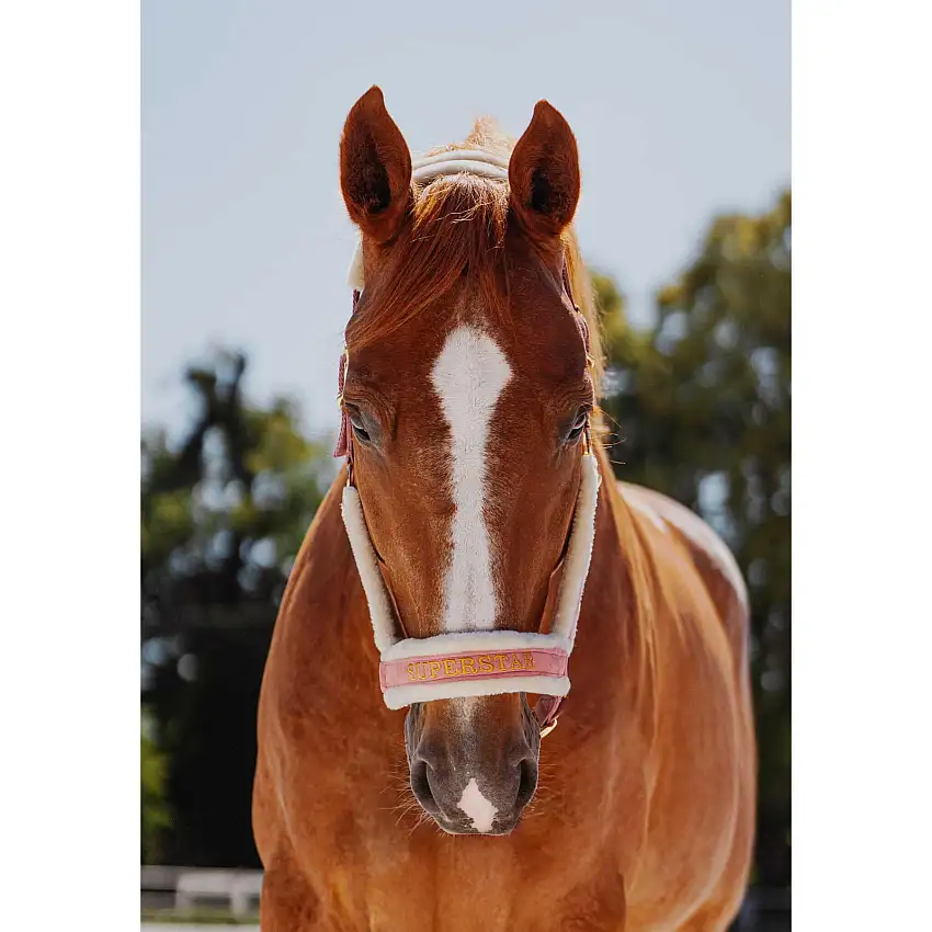 Cabestro de piel para caballo Halter Superstar