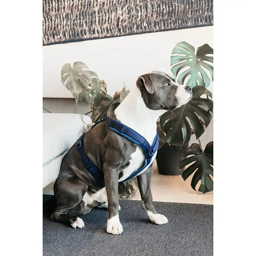 Kentucky Dogwear Arnés Active Velvet Navy