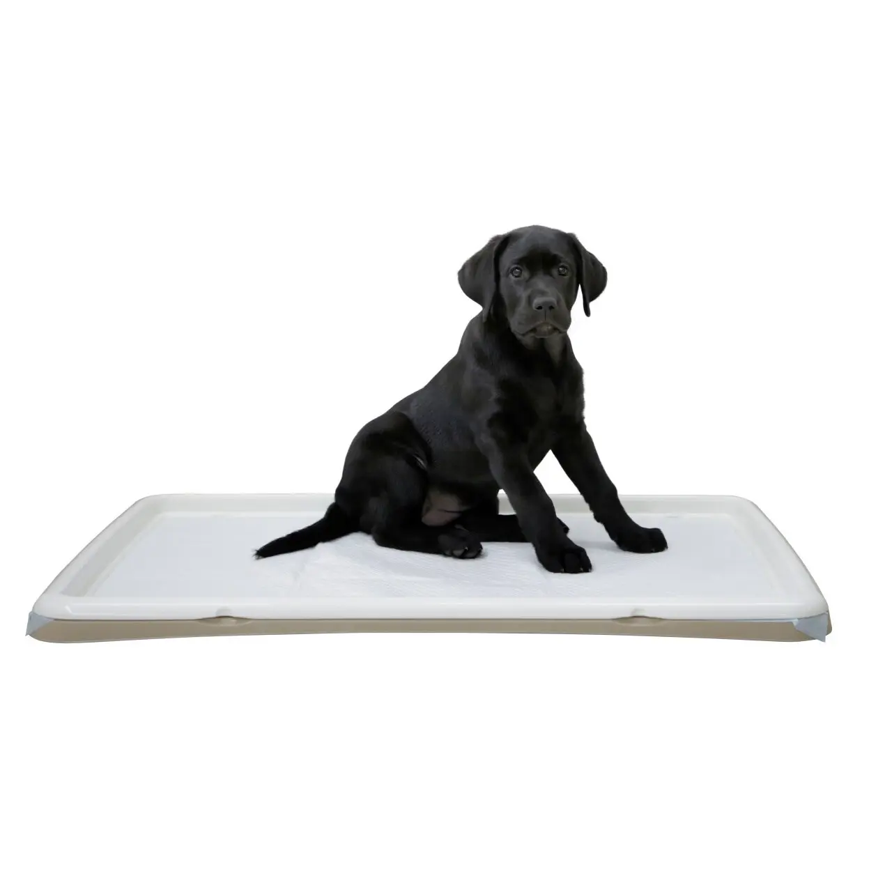 Inodoro para cachorros