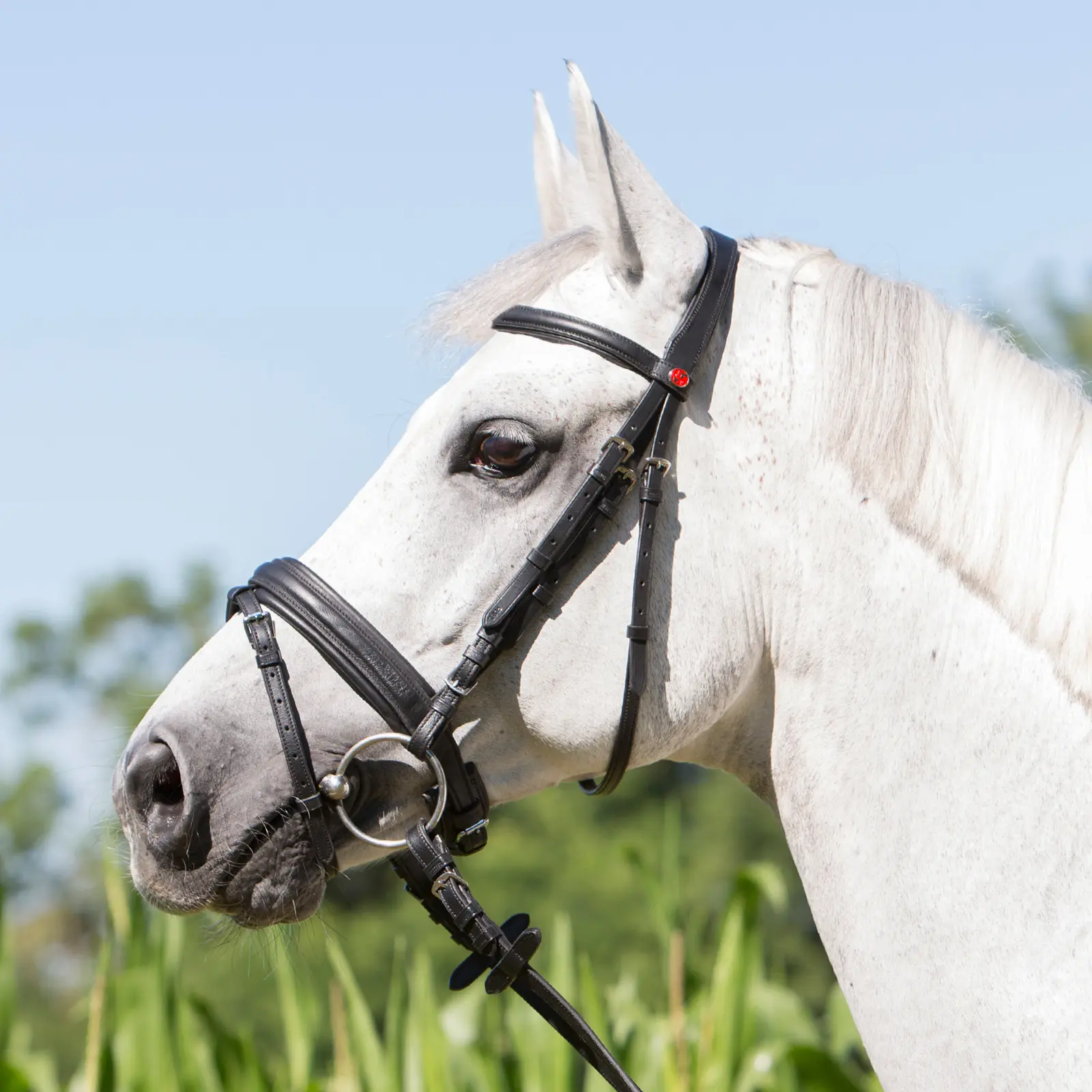 Cabezada equitación Ultrasoft® Economy