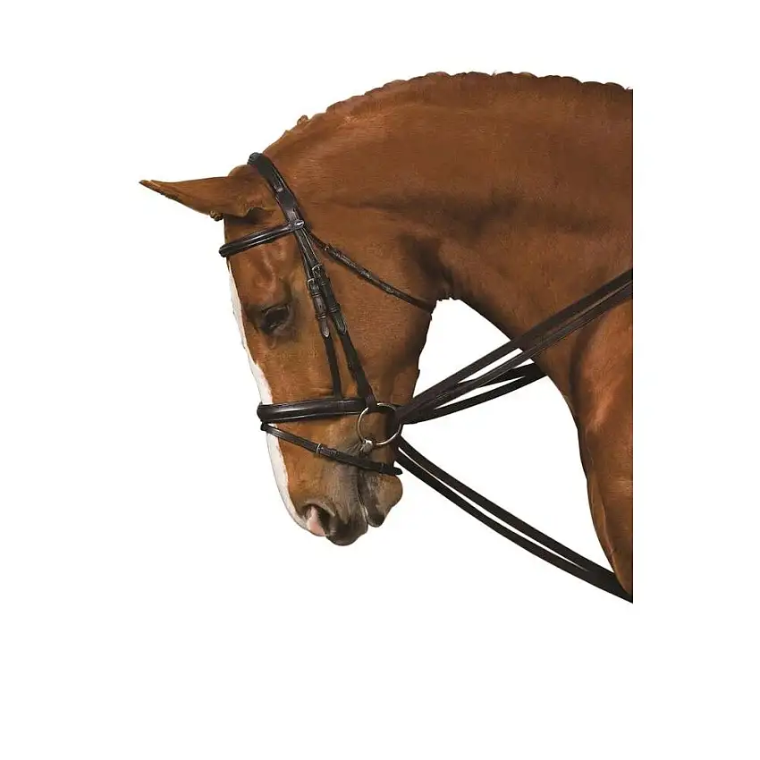 Riendas para caballos Web Draw