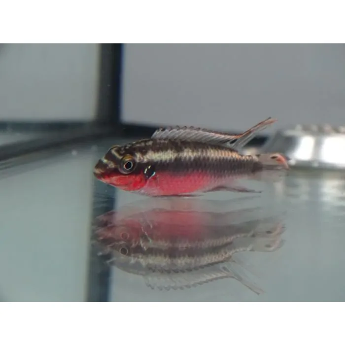 Kribensis Super Red - Pelvicachromis pulcher