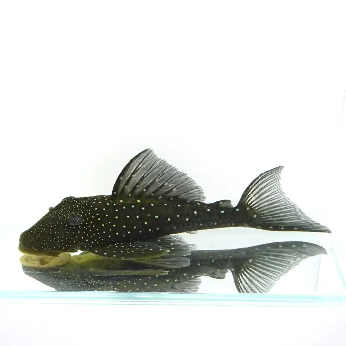 L128 Pleco Fantasma azul (grande)