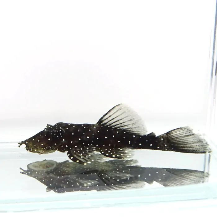 L181 Ancistrus peppermint