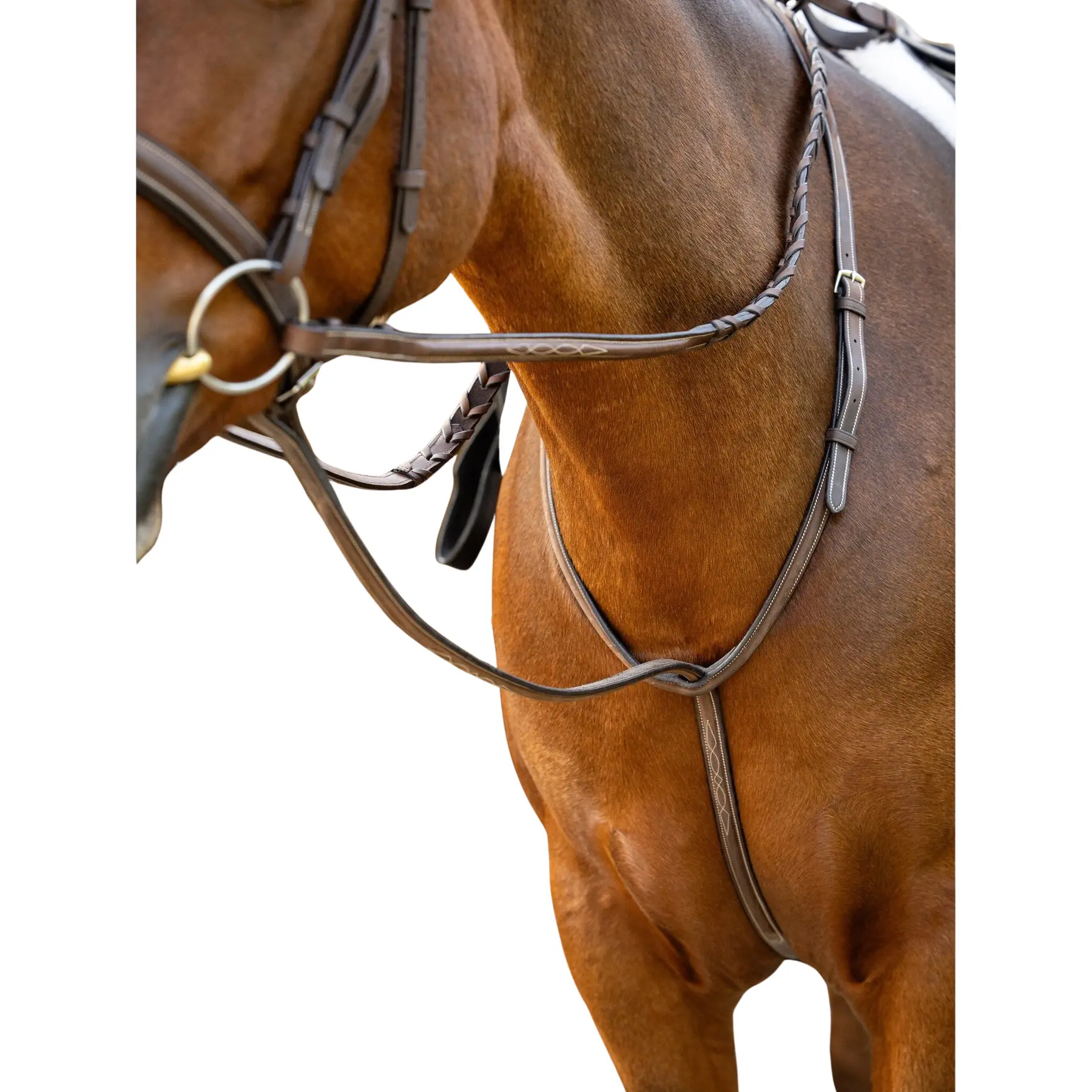 Martingala fija para caballo Hunter