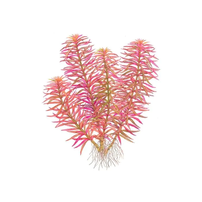 Limnophila hippuridoides