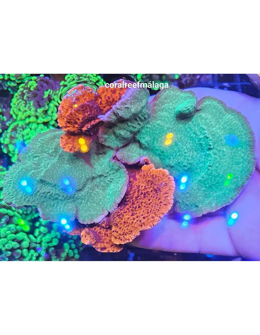 Montiporas Plato orange and Green