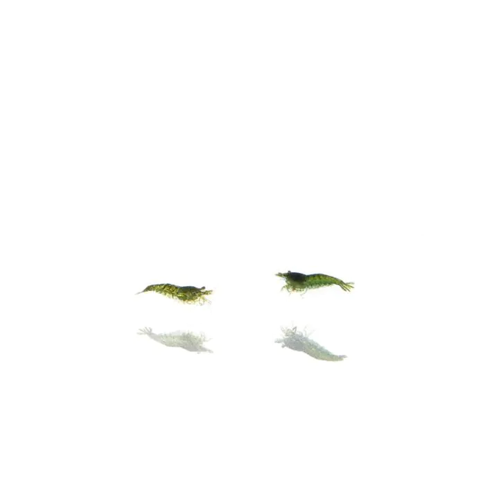 Neocaridina davidi/heteropoda – Green Jade o gamba verde (pequeñas)