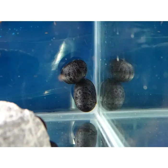 Neritina (Nereipteron) pulligera – Caracol casco antracita
