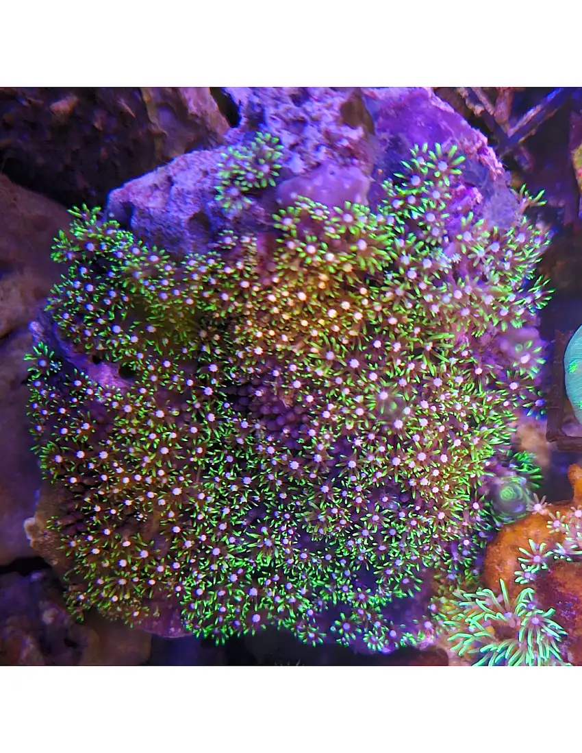 Pachyclavularia purple