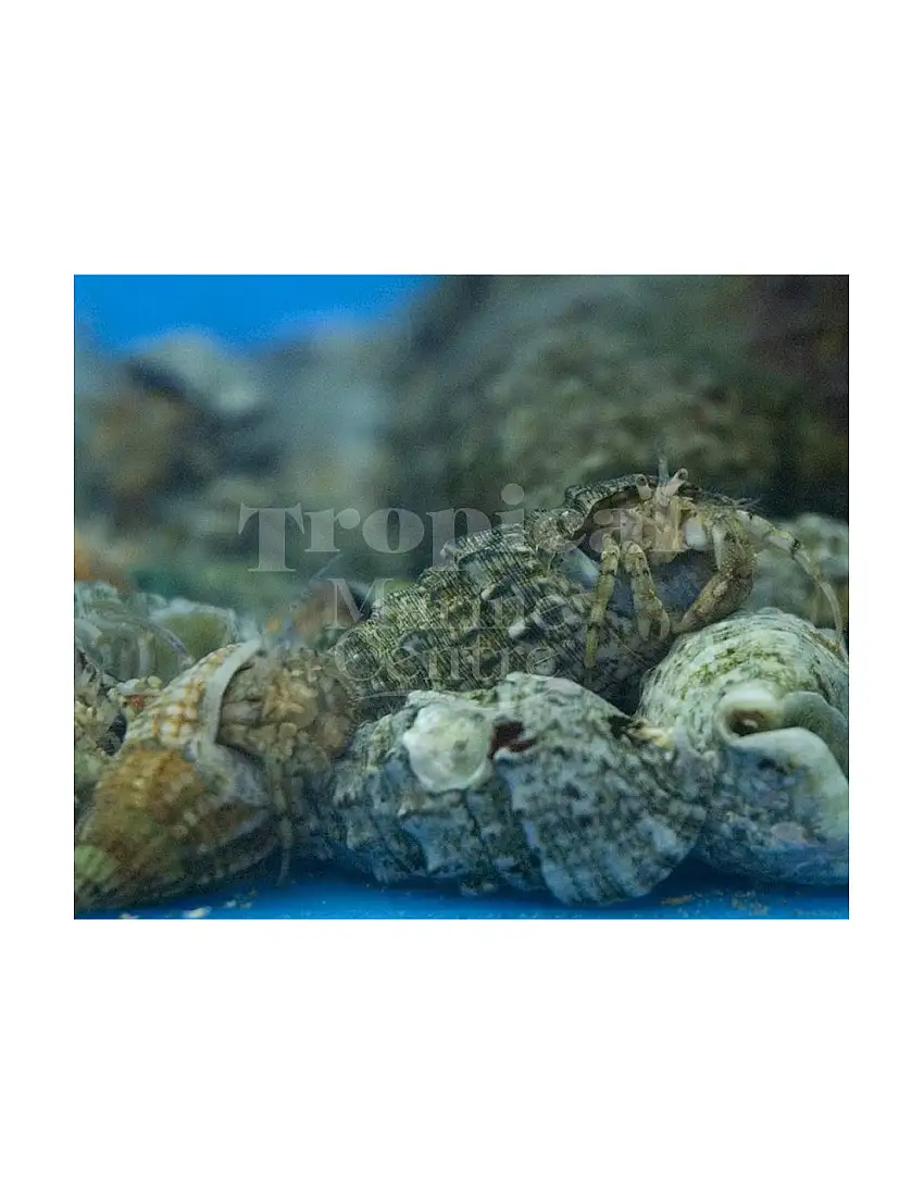 Paguristes sp