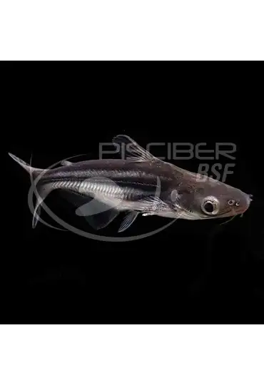 Pangasius Surtido