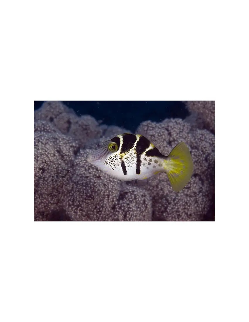 Paraluterus prionurus