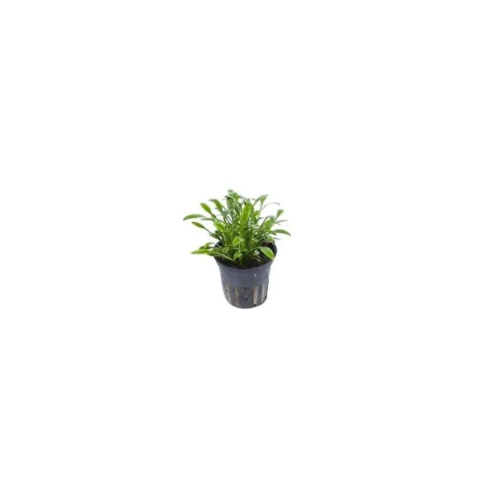 Cryptocoryne parva (maceta)