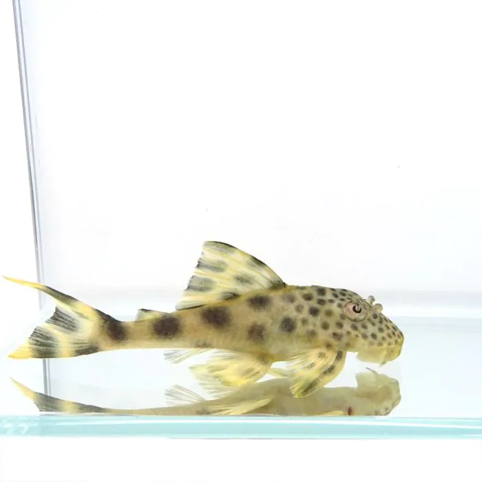 Peckoltia Sabaji – L075