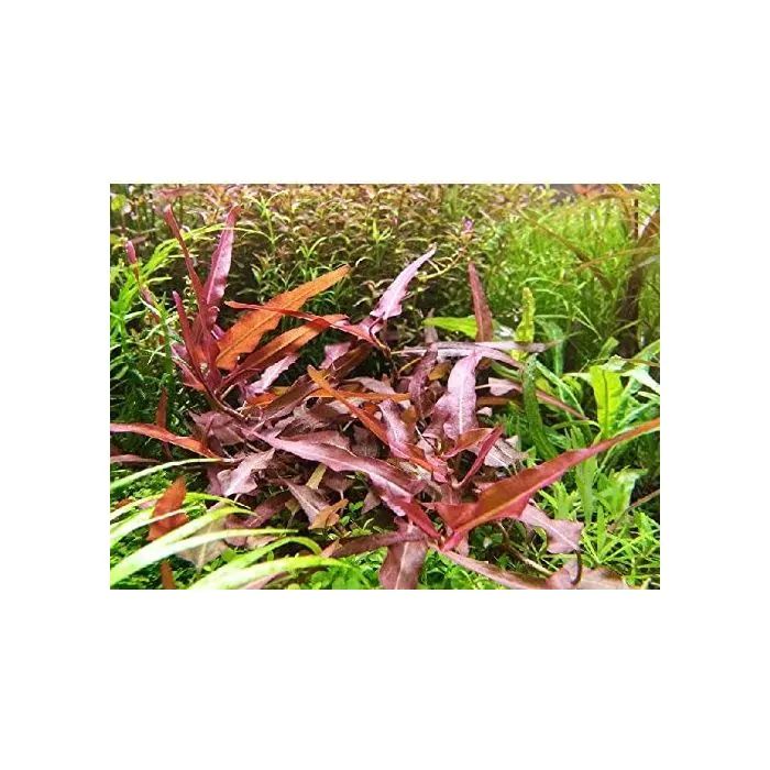Persicaria praetermissa 'Rubi/Rubra'
