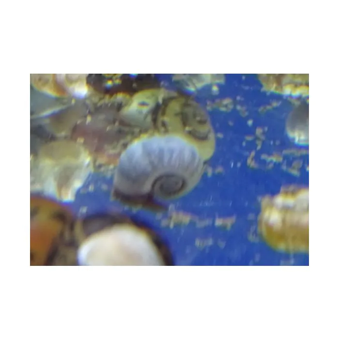 Indoplanorbis sp. -  Caracol planorbis azul