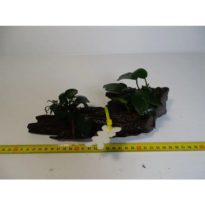 Plantas de acuario enraizadas