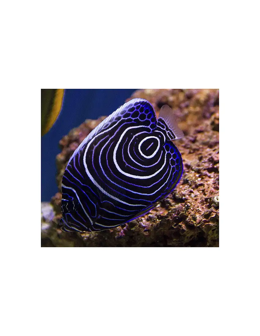 Pomacanthus Imperator (juvenil)