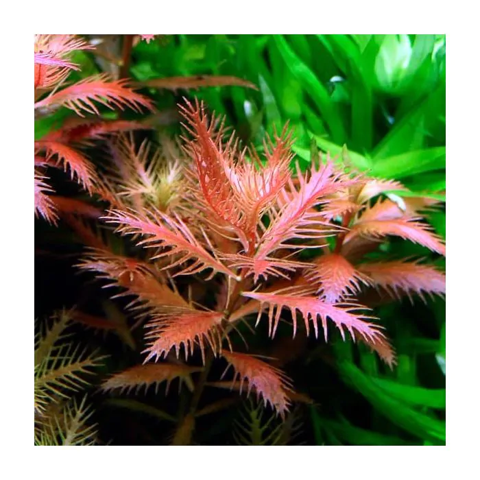 Proserpinaca palustris (maceta)