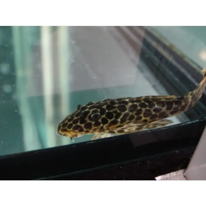 Pseudacanthicus leopardus L114 (pequeños)