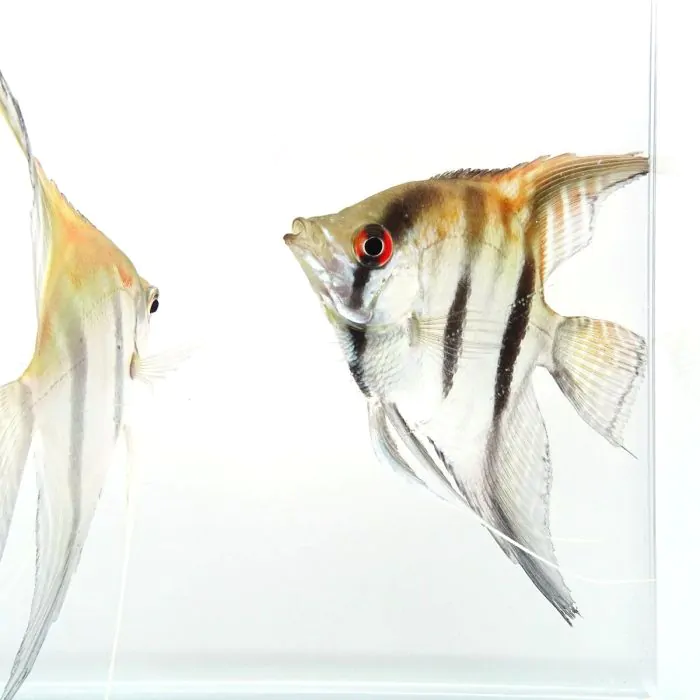 Pterophyllum Manacapuru - Escalar Manacapuru Red Back (pequeño)