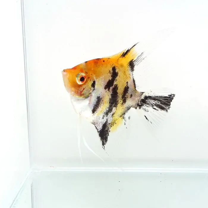 Pterophyllum scalare / Escalar red devil (M)