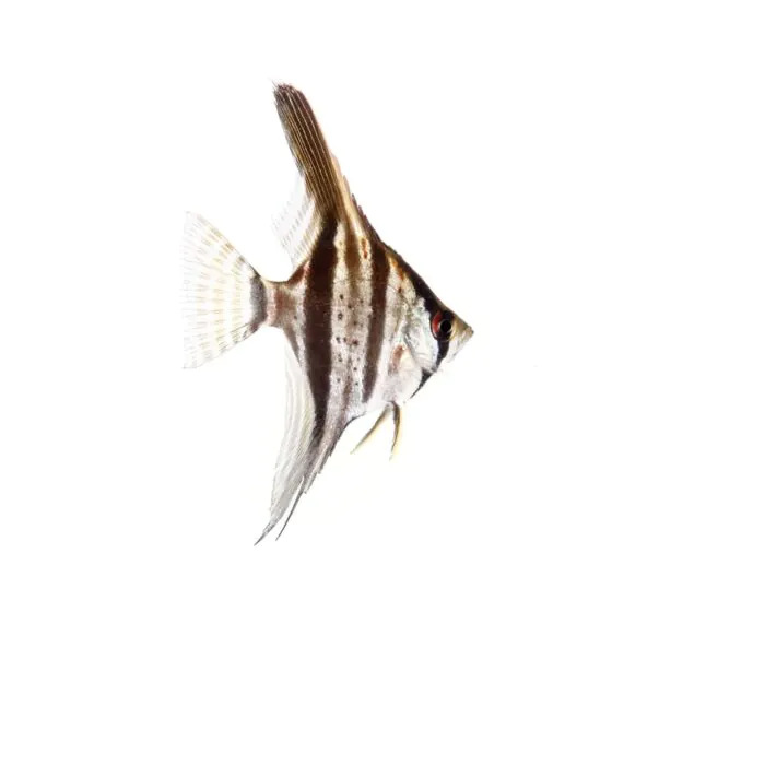 Pterophyllum scalare / Escalar Santa Isabel (medianos)