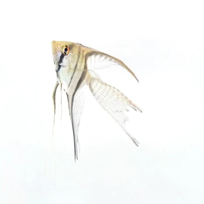 Pterophyllum scalare / Escalar velo surtido (M +4cm) (EN CUARENTENA)