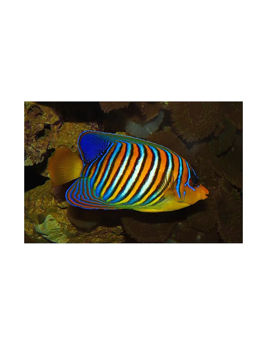 Pygoplites diacanthus