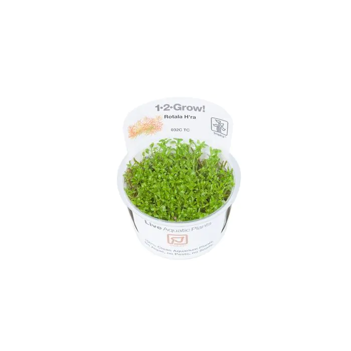 Rotala 'Vietnam H'ra' (rotundifolia Hra)