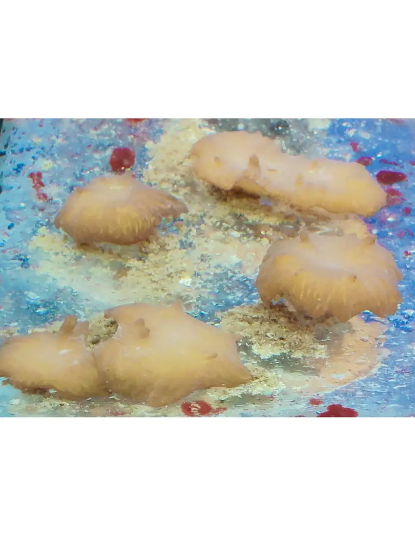 Sinularia dura  frags