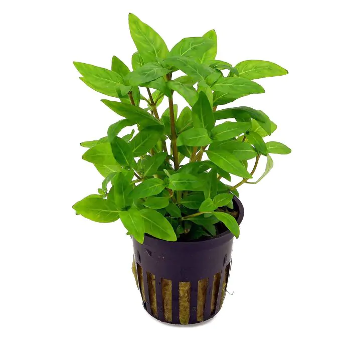Staurogyne repens / species (maceta)