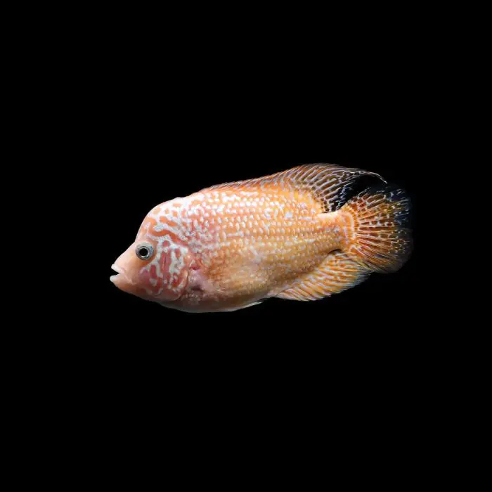 Red Texas – Herichthys/Cichlasoma - Texas Rojo