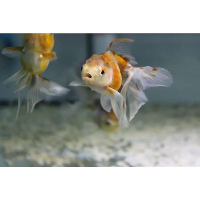 Thai Oranda Grado A