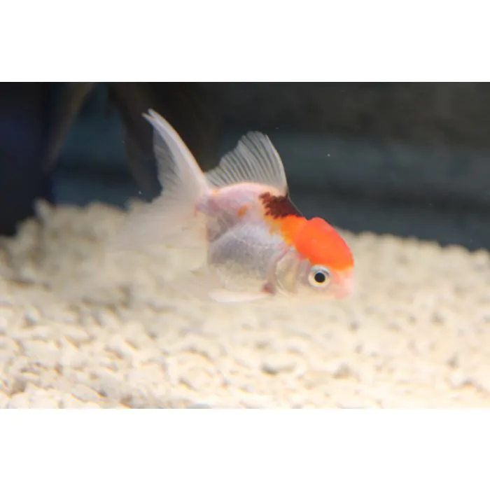Oranda tricolor (pequeño)