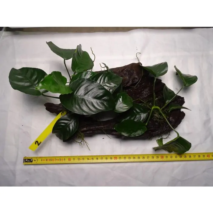 Plantas grandes  de acuario enraizadas