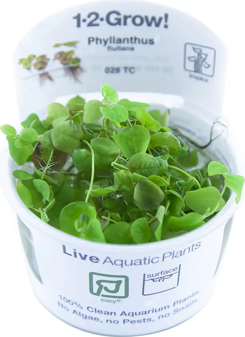 Tropica COPA Phyllanthus Fluitans