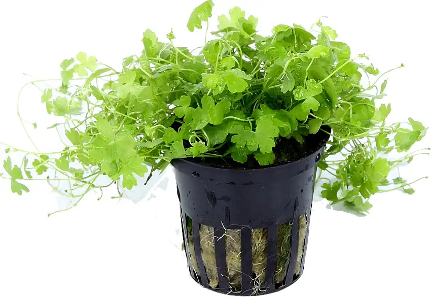 Tropica Hydrocotyle tripartita
