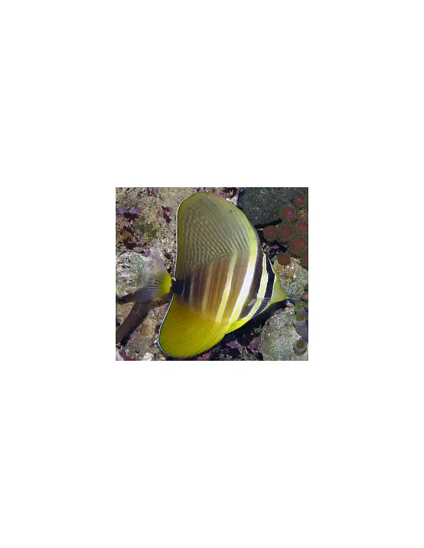 Zebrasoma veliferum